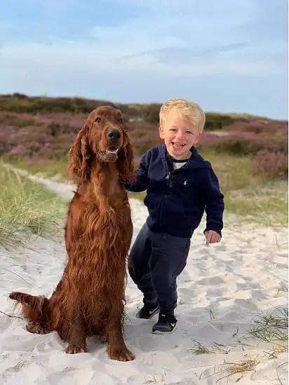 Ірландський сетер з дитиною