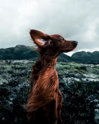 Тримає ніс за вітром і вухо гостро :)