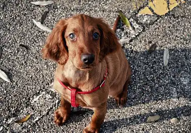 Ірландський сетер