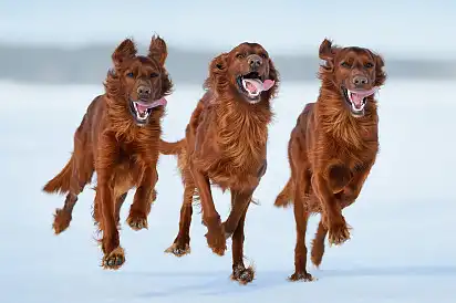 Забіг друзів