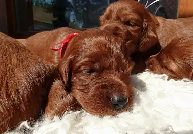 Ірландський сетер