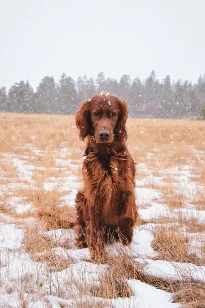 Ірландський сетер