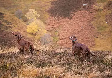 Ірландський сетер