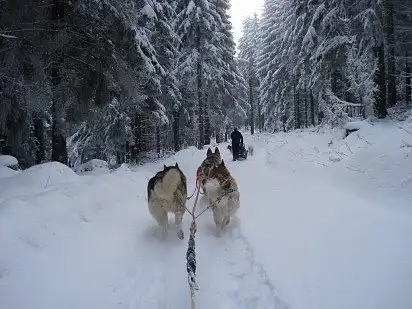 Аляскінські маламути в упряжці