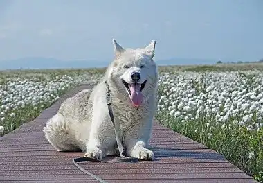Аляскінський маламут