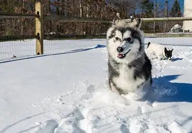 Аляскінський маламут