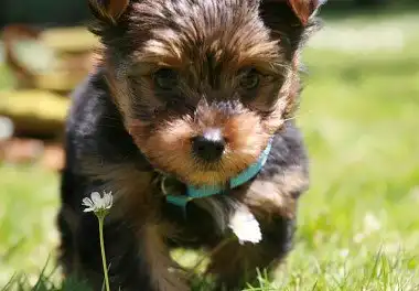 Йоркширський тер'єр