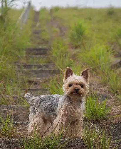 Йоркширський тер'єр
