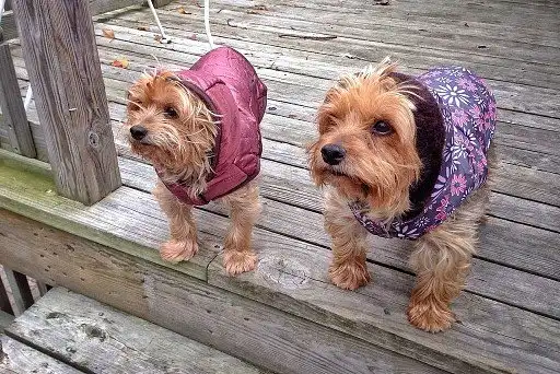 Двоє друзів