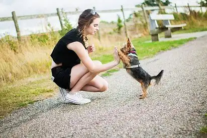 Дресирування йорку