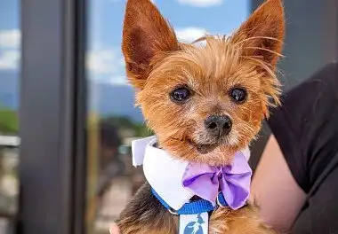 Йоркширський тер'єр