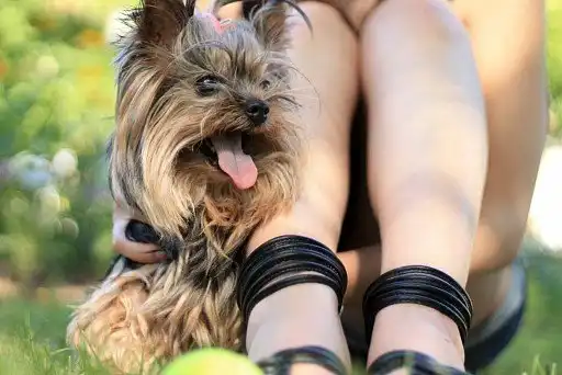 Йоркширський тер'єр