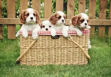 Кавалер-кінг-чарльз-спанієль