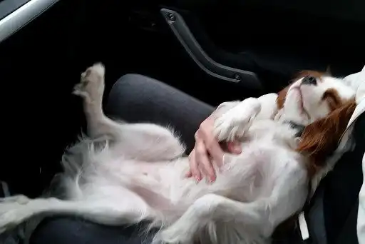 Кавалер-кінг-чарльз-спанієль