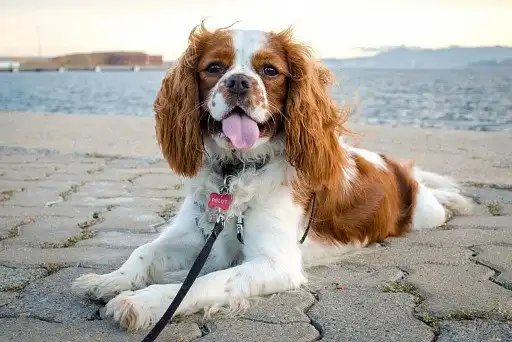 Кавалер-кінг-чарльз-спанієль