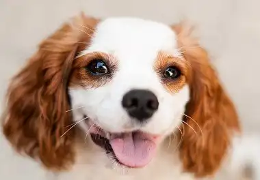 Кавалер-кінг-чарльз-спанієль