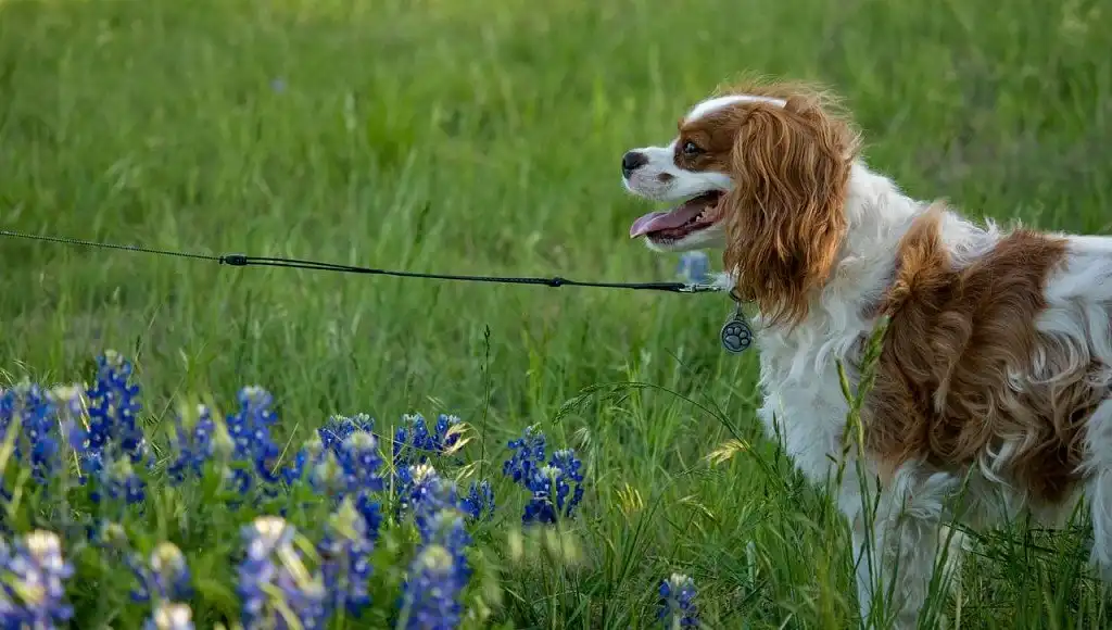 На прогулянці