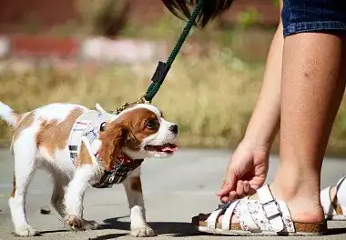 Кавалер-кінг-чарльз-спанієль