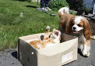 Кавалер-кінг-чарльз-спанієль