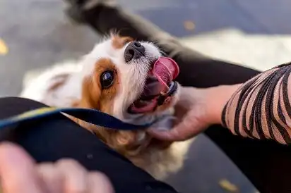 О, так! Почесульки