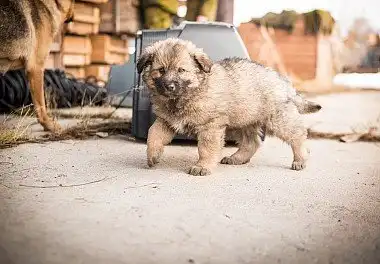 Кавказька вівчарка