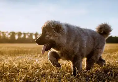 Кавказька вівчарка