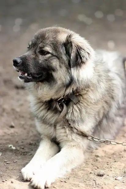 Пухнастий красень