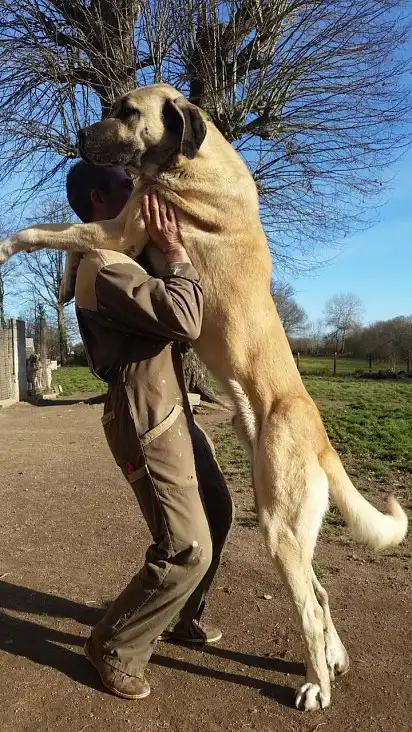 Кангал із людиною