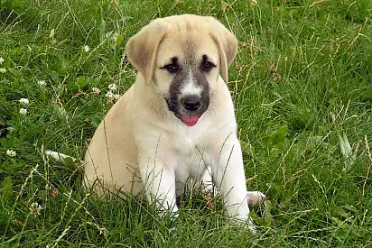 Цуценята кангалів потребують ранньої соціалізації та послідовного дресирування, щоб вирости у добре пристосованих і впевнених у собі собак.