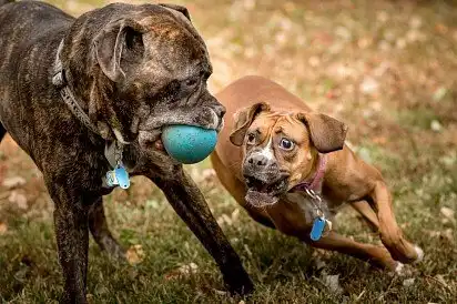Кане-корсо грає з боксером