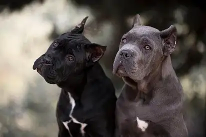 Два товариші