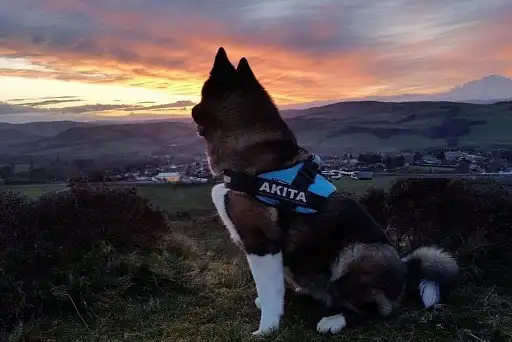 Американська акіта