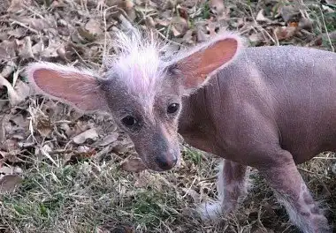 Китайський чубатий собака