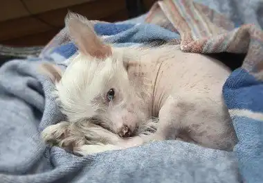 Китайський чубатий собака