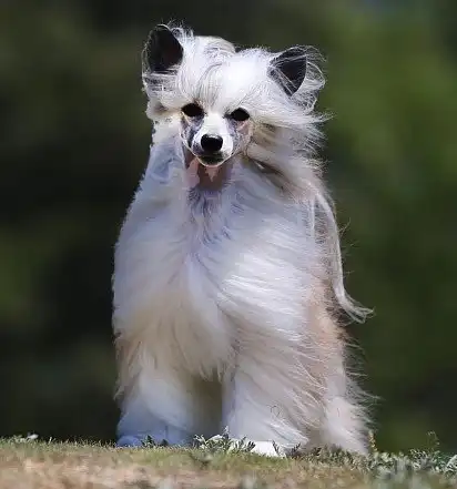 Красива «пуховка»