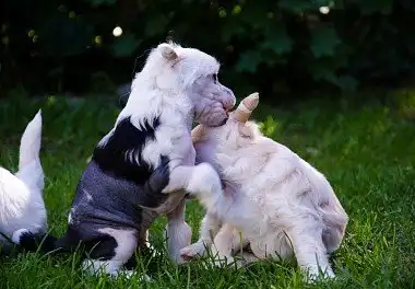 Китайський чубатий собака