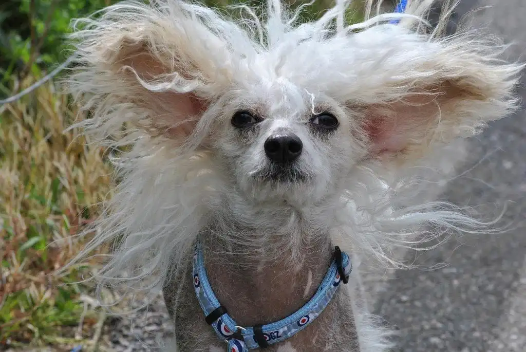 Розкуйовджене диво