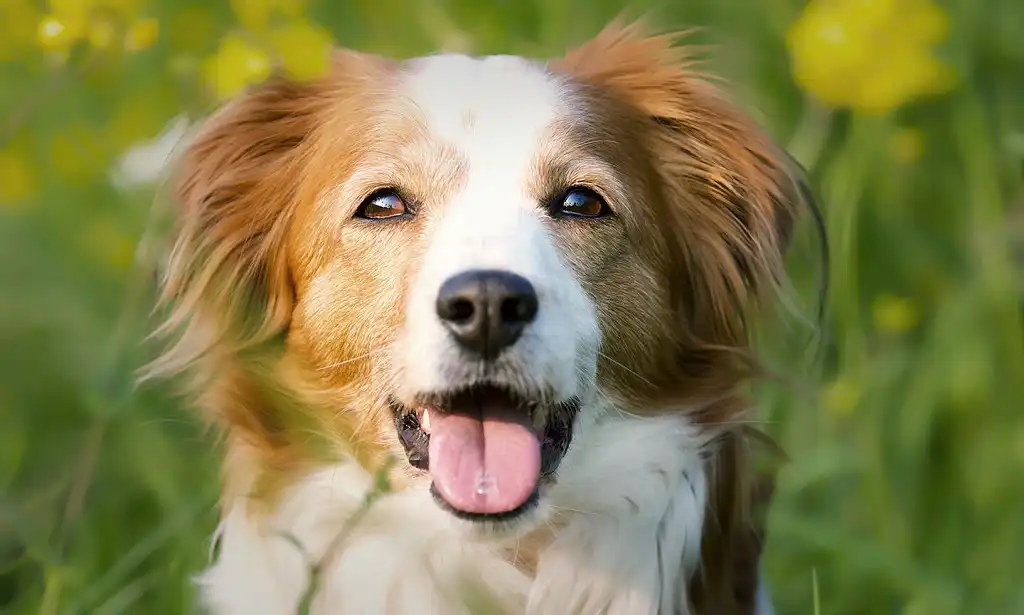 Морда коікерхондьє