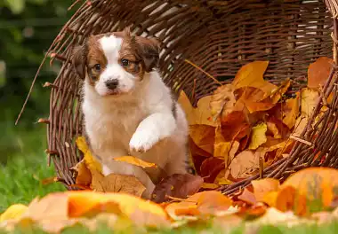 Коїкерхондьє