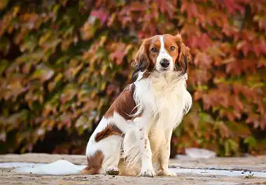 Коїкерхондьє