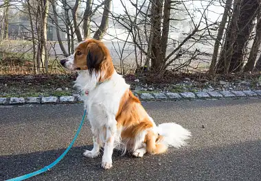 Коїкерхондьє