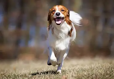 Коїкерхондьє