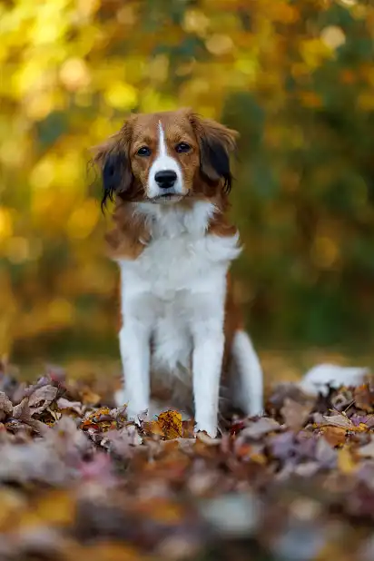 Голландський коікерхондьє