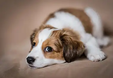 Коїкерхондьє