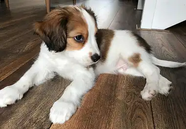 Коїкерхондьє