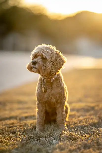 Через різноманітність батьківських порід, у кокапу допустимо будь-яке забарвлення. Собаки можуть значно відрізнятися за розміром та типом вовни