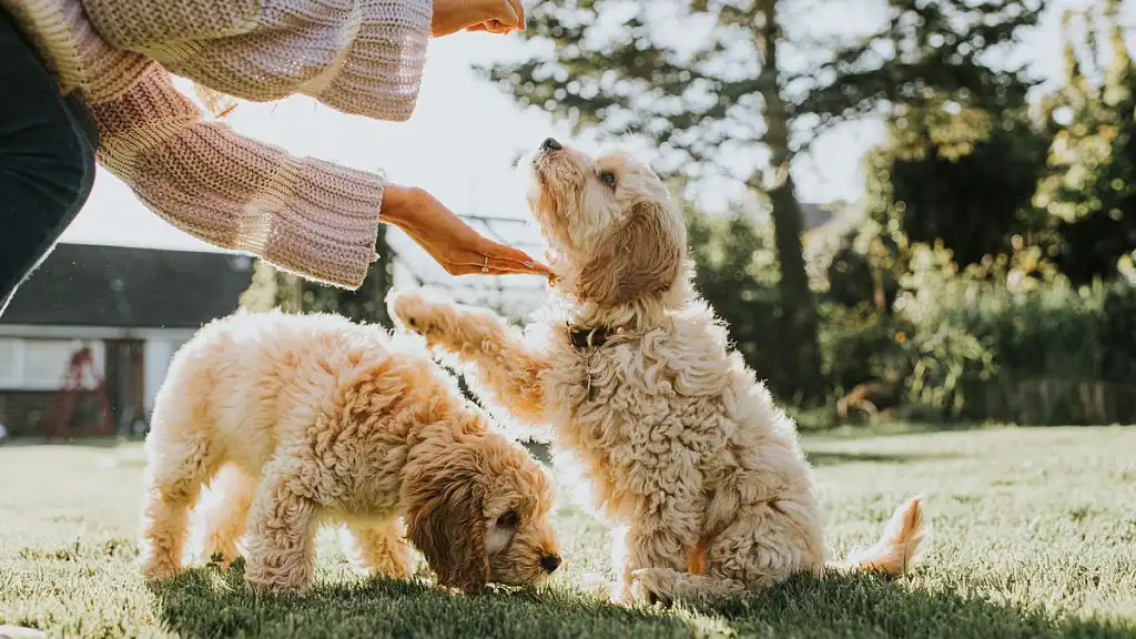 Кокапу швидко набирають популярності