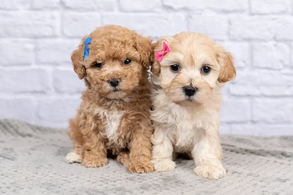 Чарівні цуценята кокапу