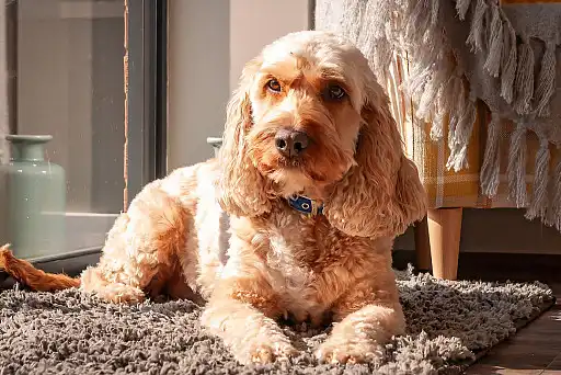 Маючи товариський характер, кокапу легко ладнають з усіма, кого зустрічають