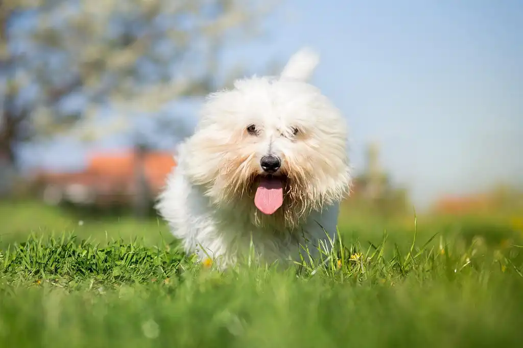 Біла хмаринка